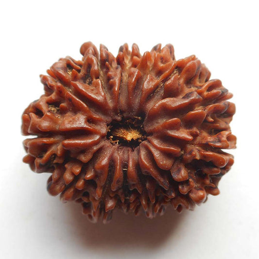 13 Mukhi Rudraksha