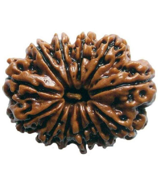 12 Mukhi Rudraksha