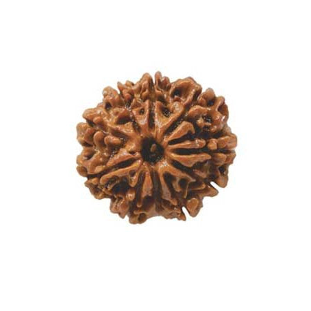 10 Mukhi Rudraksha