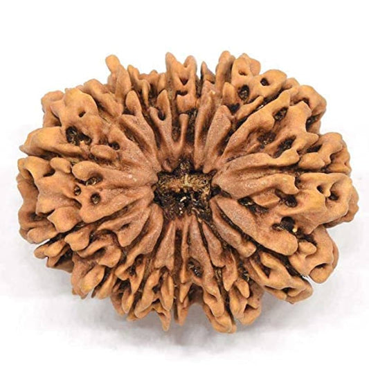 14 Mukhi Rudraksha