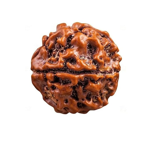 1 Mukhi Rudraksha