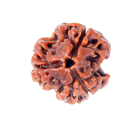 3 Mukhi Rudraksha