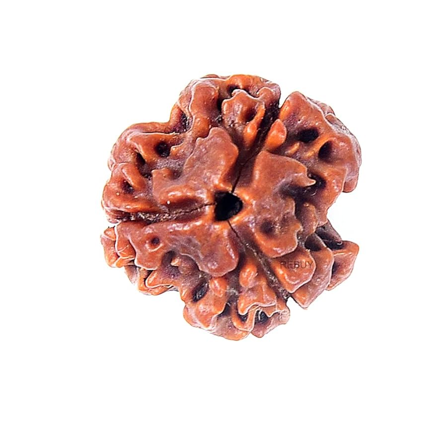 3 Mukhi Rudraksha