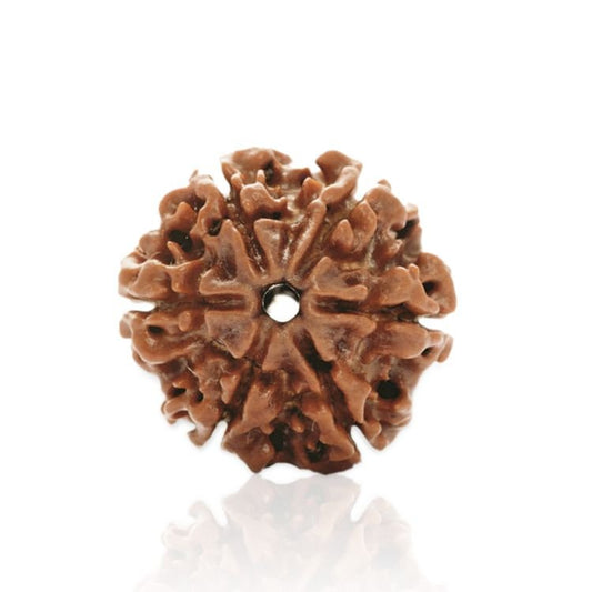 6 Mukhi Rudraksha (Nepal)