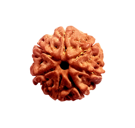 7 Mukhi Rudraksha