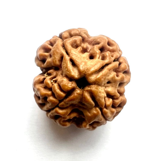 4 Mukhi Rudraksha (Nepal)