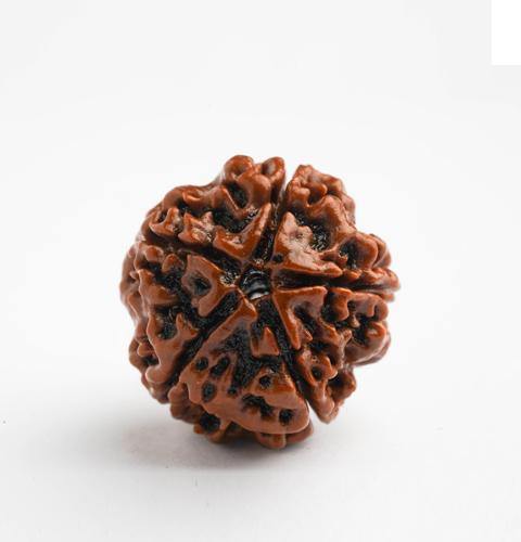5 Mukhi Rudraksha (Nepal)