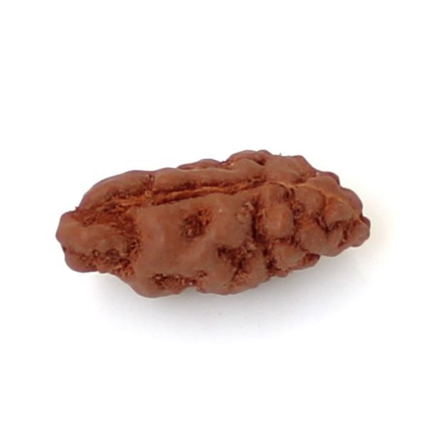 1 Mukhi Rudraksha
