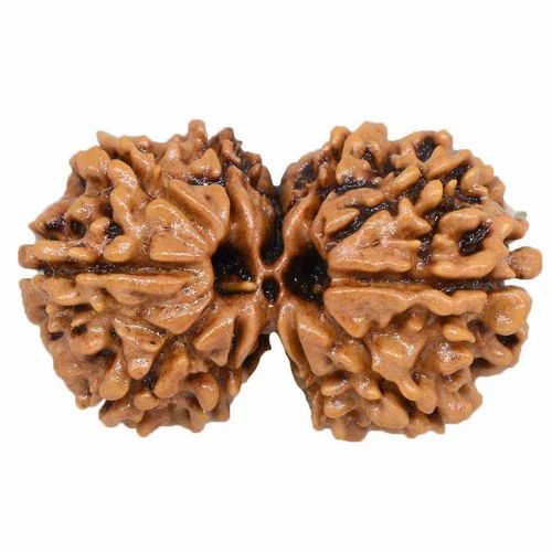 Gauri Shankar Rudraksha