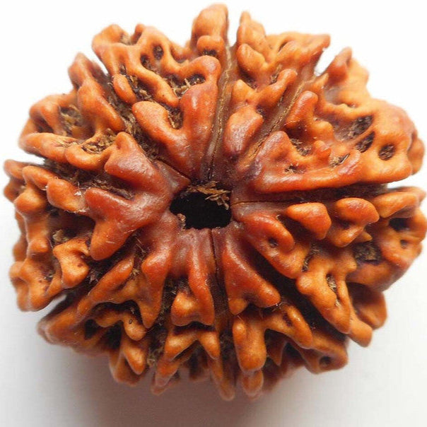 9 Mukhi Rudraksha