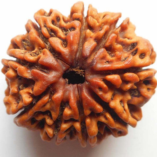 9 Mukhi Rudraksha