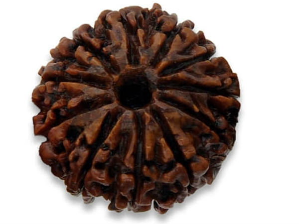 11 Mukhi Rudraksha