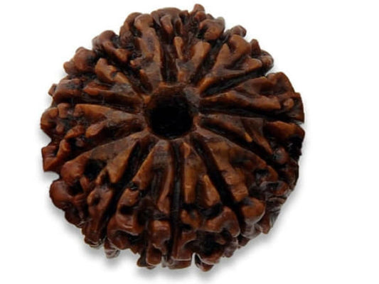 11 Mukhi Rudraksha